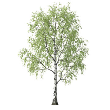 Isolated Betula Pendula (Silver Birch) Tree: Elegant White Trunk and Light Green Canopy