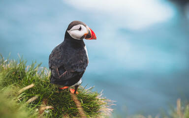 View of a puffin perched on vibrant green grass against the backdrop of the serene blue ocean, its colorful beak a striking contrast, Westman Islands, Vestmannaeyjabaer, Iceland.