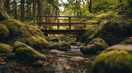 森の渓流に架かる木製歩道橋