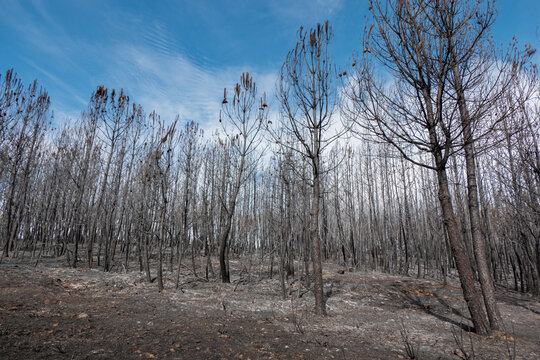 Floresta de pinheiros carbonizados, onde a paisagem negra se ergue contra um c&eacute;u azul e com algumas nuvens, evidenciando a devasta&ccedil;&atilde;o total do solo e da vegeta&ccedil;&atilde;o