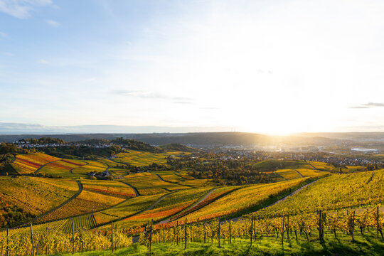 Weinberge am Kappelberg in Fellbach im goldenen Licht des Sonnenuntergangs mit Blick auf Stuttgart und Rotenberg im herbstlichen Farbenspiel