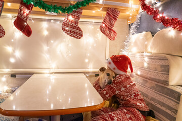 Dog and person celebrating christmas inside campervan