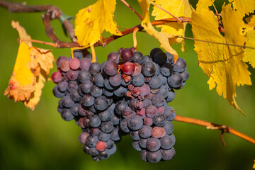 Reife Weintrauben im herbstlichen Weinberg am Kappelberg in Fellbach