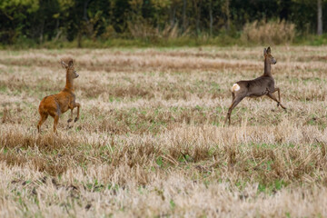 Two wild roe deer running across harvested field near forest edge autumn. Two roe deer in motion on stubble field, side view, natural daylight, rural landscape, concept of freedom, wildlife,