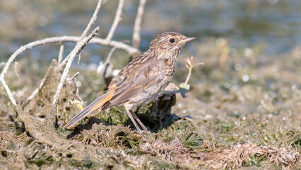 red winged blackbird