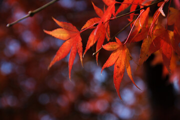 紅葉　楓
