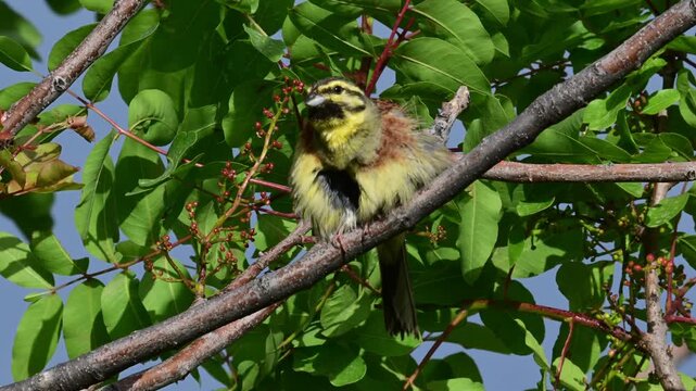 Cirl bunting male cleans its plumage // Zaunammer-M&auml;nnchen reinigt sein Gefieder (Emberiza cirlus)