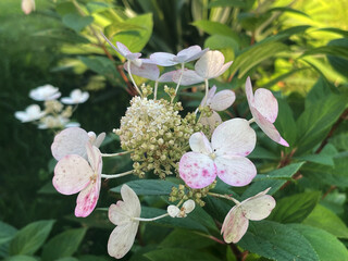 Delicate pink hydrangea blossoms blooming in a serene garden setting
