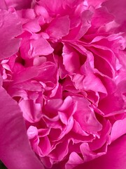 Vibrant pink flower petals showcase nature's delicate beauty in springtime bloom