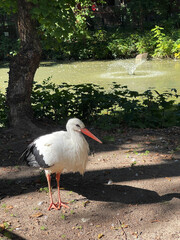 Stork standing near a pond surrounded by greenery on a sunny day