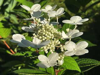White hydrangea blooming in a vibrant garden during a sunny afternoon
