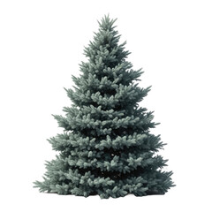 Fototapeta premium Mature Blue Spruce: Thick Silvery-Blue Foliage and Dense Conical Crown