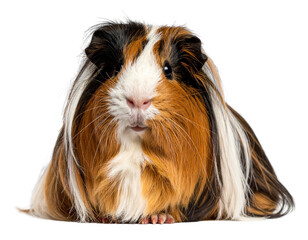  Peruvian Guinea Pig With