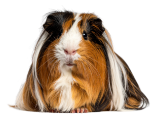 Peruvian Guinea Pig with Flowing Long Hair, Front-Facing Pose, isolated