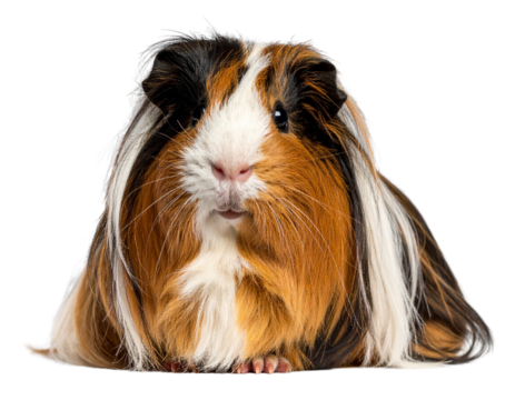  Peruvian Guinea Pig with Flowing Long Hair, Front-Facing Pose, isolated