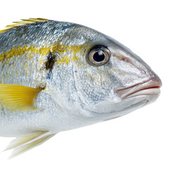 Single fish close up png marine png ocean png aquatic png wildlife png underwater png animal png nature png fins png transparent background image