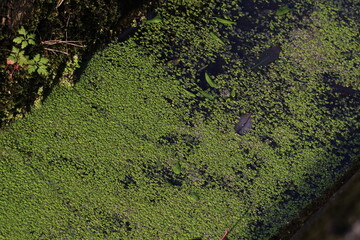 Top view of green fresh duckweed and dry leaves floating on water in pond. Protein plant for feed fish. Recirculating aquaculture system by duckweed. Duckweed grow-out pond. Green small plant in water