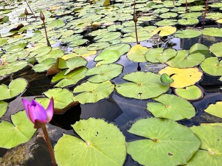 Violet purple water lilies