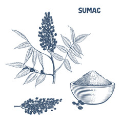 Handdrawn botanical illustration of the sumac plant and a bowl with ground spice in engraving style
