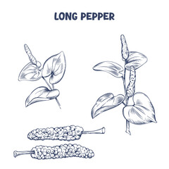 Hand drawn long pepper plant with fruits. Vector illustration in engraving style

