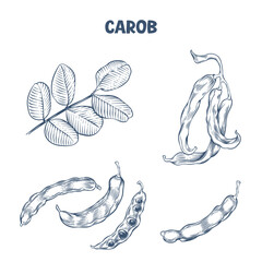 Hand drawn Carob pods and leaves in engraving style

