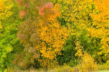 View of colorful autumn trees. Golden autumn foliage on a tree. Concept of fall and approaching winter. Shallow depth of field. Macro image, close-up.