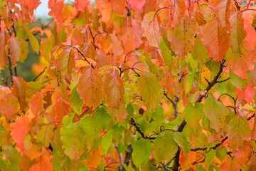 View of fall-colored leaves on a tree. Fall colors on trees. Fall colors on foliage. Macro image, close-up. Concept of fall colors and the coming winter.