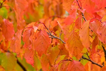 View of fall-colored leaves on a tree. Fall colors on trees. Fall colors on foliage. Macro image, close-up. Concept of fall colors and the coming winter.
