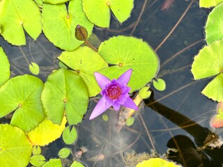 purple flowers in the garden