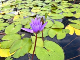 Zen with waterlily in the pond