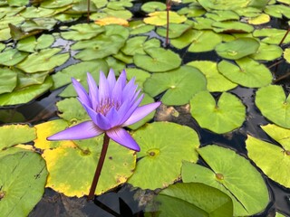 Background wallpaper water lily