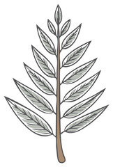 Obraz premium Elegant hand drawn botanical illustration of a tree branch with delicate grey green leaves