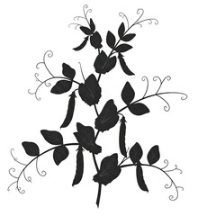 Pea Plant Silhouette: Vining Stems, Leafy Crown, and Pod-Bearing Branches