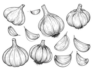 Hand-drawn illustration of garlic bulbs and cloves on a white background