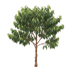 Single Ceylon Cinnamon Tree: Fragrant Bark and Dark Green Foliage