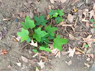 秋の公園に生えるモミジバフウの幼木