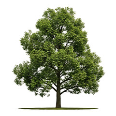 Single English Oak Tree: Lobed Green Leaves and Sturdy, Majestic Trunk