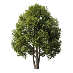 Single Ficus Benghalensis (Banyan Tree): Dense Foliage and Aerial Roots