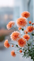 Close-up Macro Capture of Blooming Orange Chrysanthemum Flowers in Soft Natural Light with Delicate Petals and Green Stems Against a Blurry Background