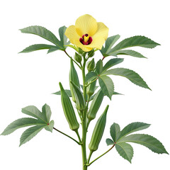 Single Okra Plant: Yellow Hibiscus-Like Flower and Developing Green Pods