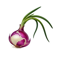 Single Onion Plant: Leafy Green Stalks and Round Underground Bulb