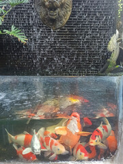 Colorful koi fish in a glass pond, a decorative item for home gardening.