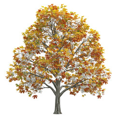 Single Silver Maple Tree: Textured Trunk and Wide Spreading Branches