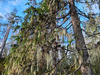 Fototapeta premium Close-up of old spruce trees draped in beard moss, capturing the pristine air and calm atmosphere of a northern boreal forest.