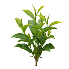 Single Tea Plant Shrub: Fresh Young Leaves for Green Tea Production