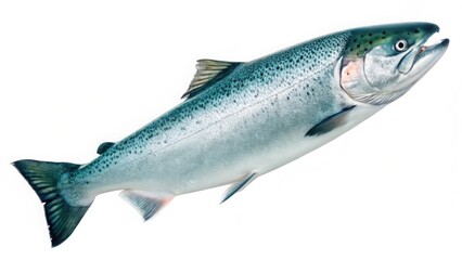 Naklejka premium Salmon fish swimming, isolated on white background