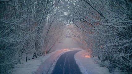 Moving along winding snow road under bare trees, drifting snowflakes and warm glow, misty clearing - Powered by Adobe