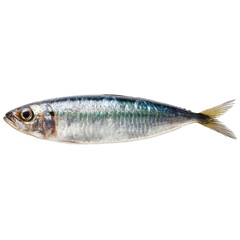 Fresh sardine png fish png seafood png marine png ocean png silver png scales png food png ingredient png market png transparent background image