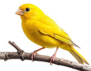 Yellow Canary Perched Side View, isolated on transparent background