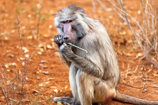 Babuin au sol, de profil, avec une petite branche dans les mains